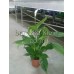 Спатифиллум (Spathiphyllum) d-17 см, h: 50-55см